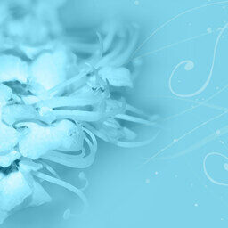 月宮 白雪 — Fantia creator