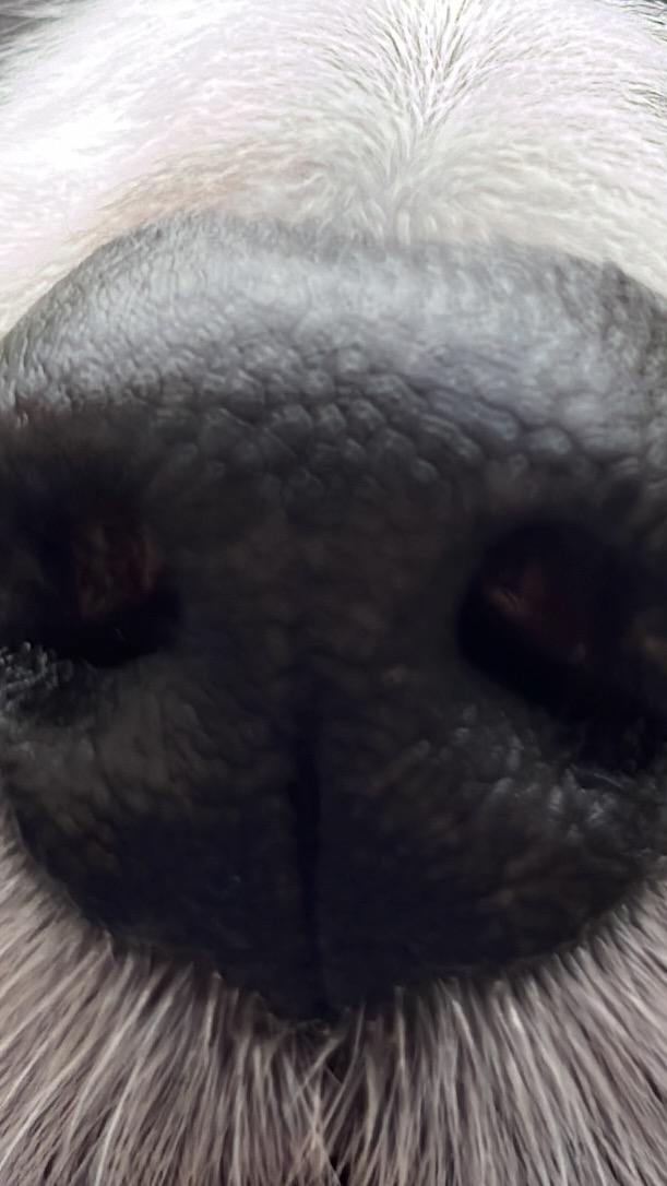IrishxMilf banner