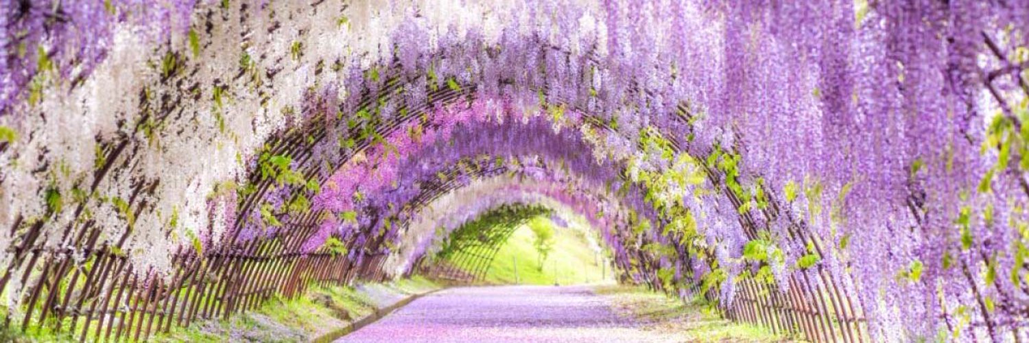 すみれ banner